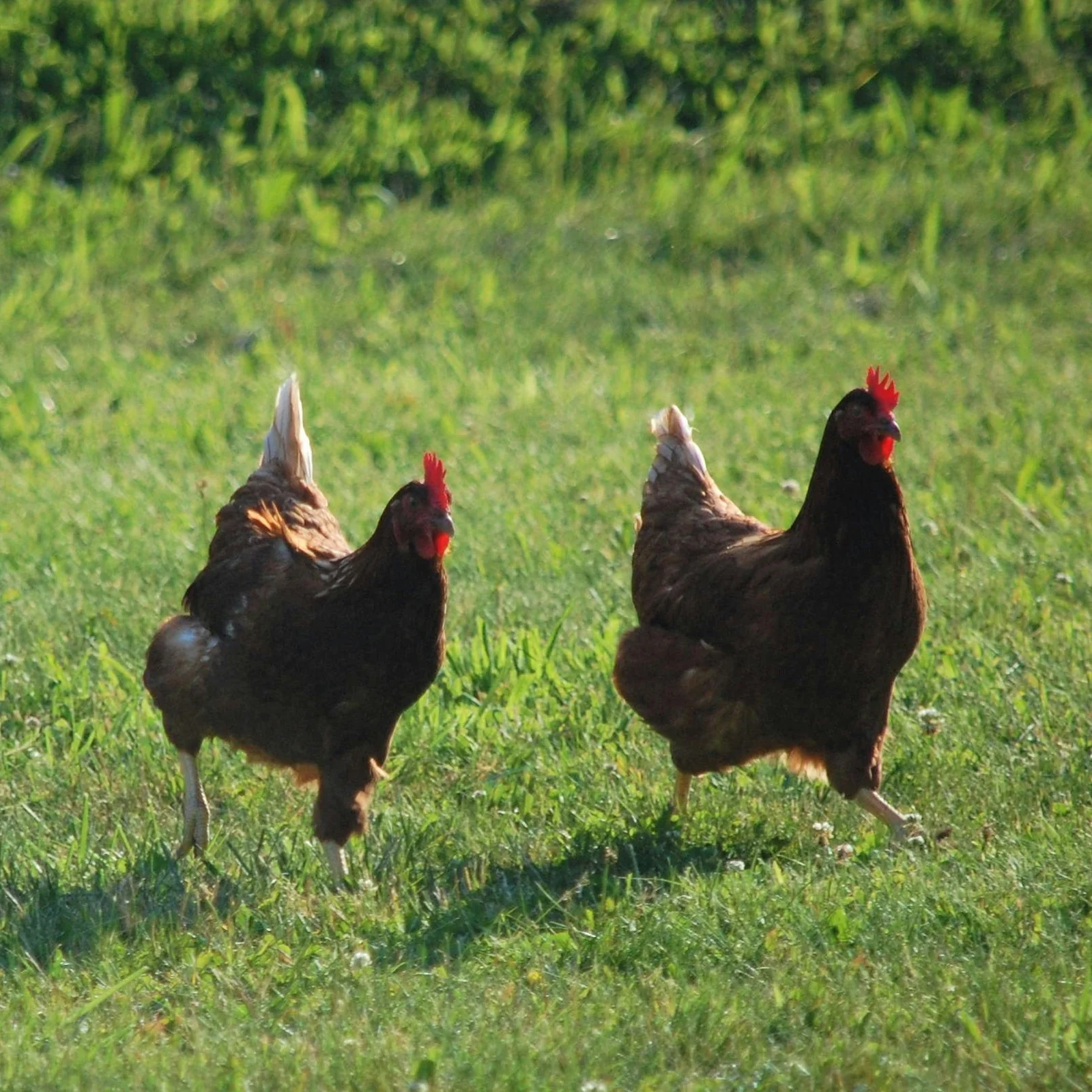 Halal Whole Hubbard Chicken (Pasture Raised) - Image 3