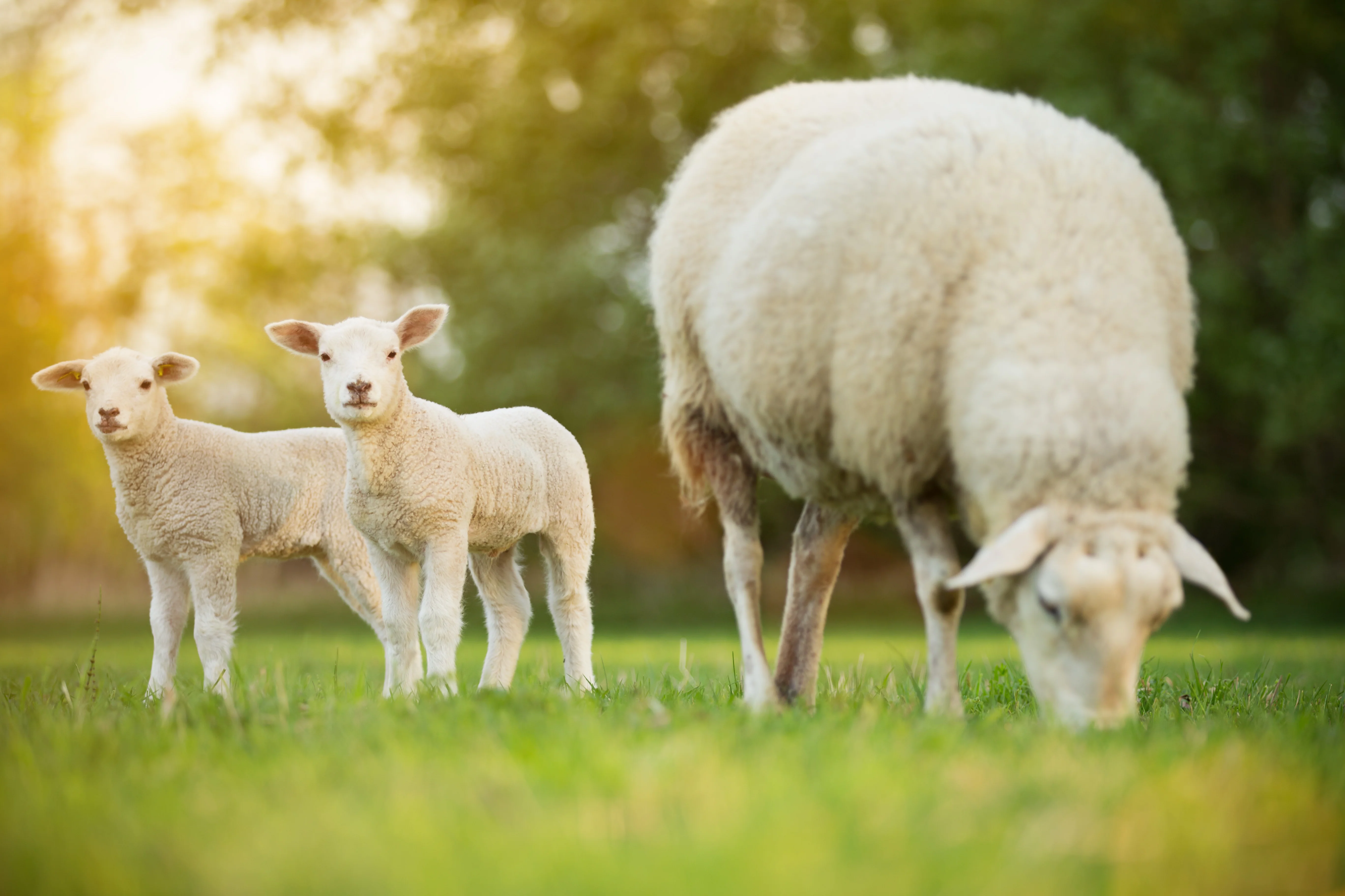 Halal Whole / Half Lamb - Image 3